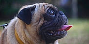 Casper joined the competition — help win amazing prizes! dog, pug, animal, pet, tongue_out, close_up, collar, outdoor, nature, canine, mammal, portrait, furry, cute, friendly, companion, expression, side_view, leash, happy