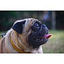 dog, pug, animal, pet, tongue_out, close_up, collar, outdoor, nature, canine, mammal, portrait, furry, cute, friendly, companion, expression, side_view, leash, happy