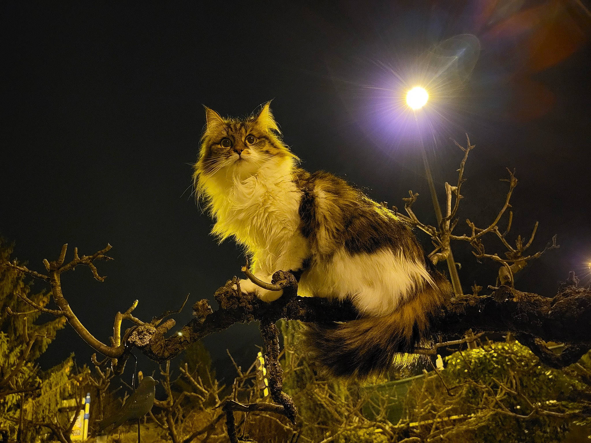 Pouchka participe au concours pour gagner de l'argent avec cette photo : astronomical_object, carnivore, cat, celestial_event, cloud, felidae, flash_photography, full_moon, grass, light, moon, moonlight, plant, sky, small_to_medium_sized_cats, sunlight, tail, terrestrial_animal, twig, whiskers