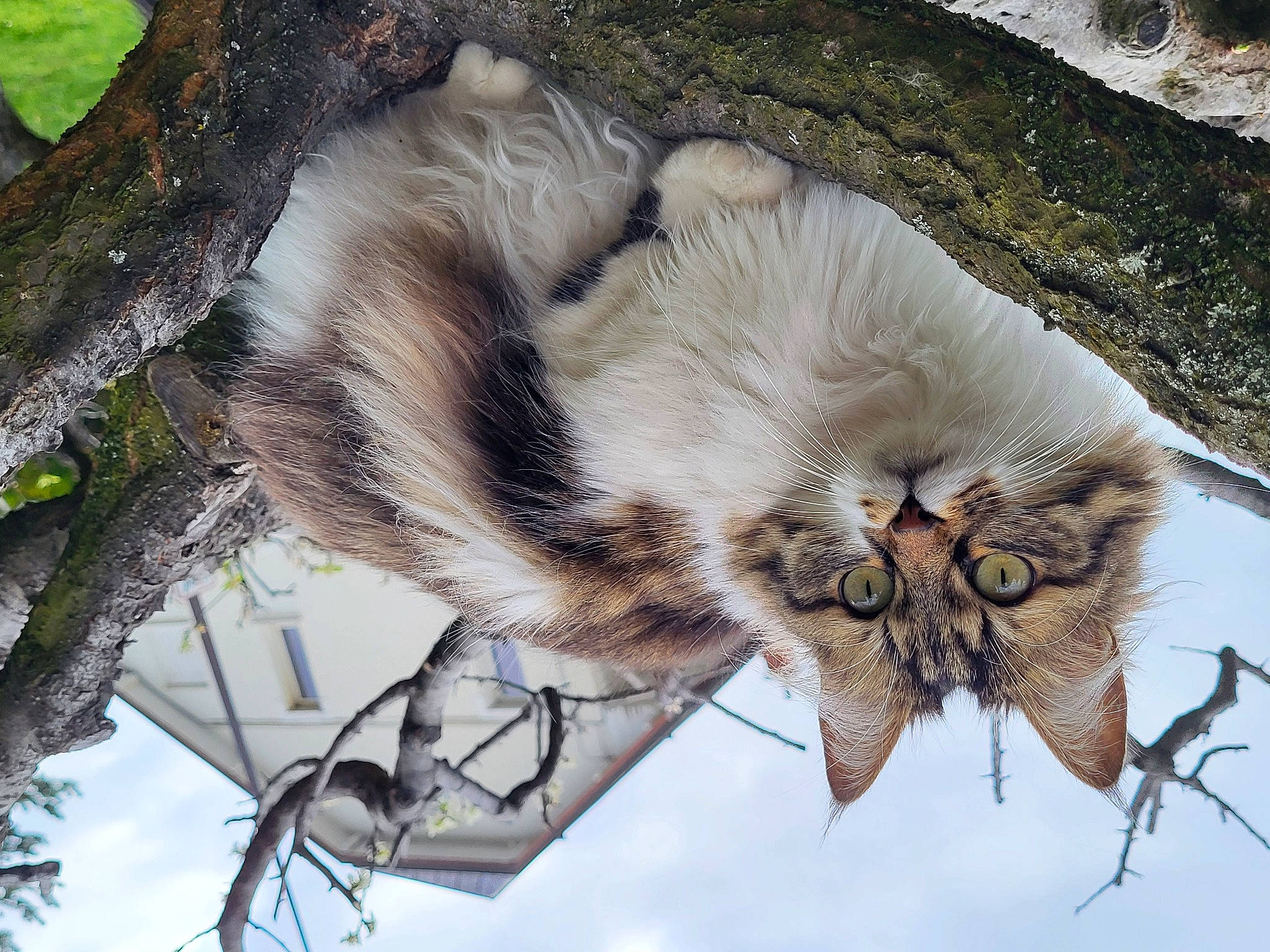Pouchka participe au concours pour gagner de l'argent avec cette photo : bird, bird_of_prey, carnivore, cat, claw, fang, fawn, felidae, fur, plant, small_to_medium_sized_cats, snout, tail, terrestrial_animal, tree, trunk, twig, whiskers, wildlife, wood