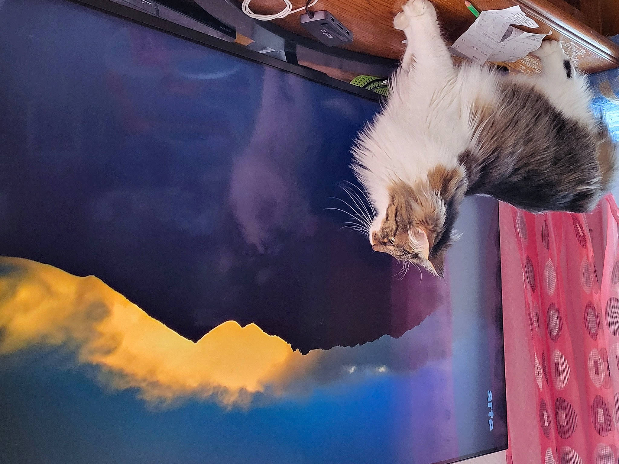 Pouchka participe au concours pour gagner de l'argent avec cette photo : carnivore, cat, domestic_short_haired_cat, electric_blue, fawn, felidae, fur, paw, plant, reflection, small_to_medium_sized_cats, tail, tints_and_shades, tree, visual_arts, whiskers, window