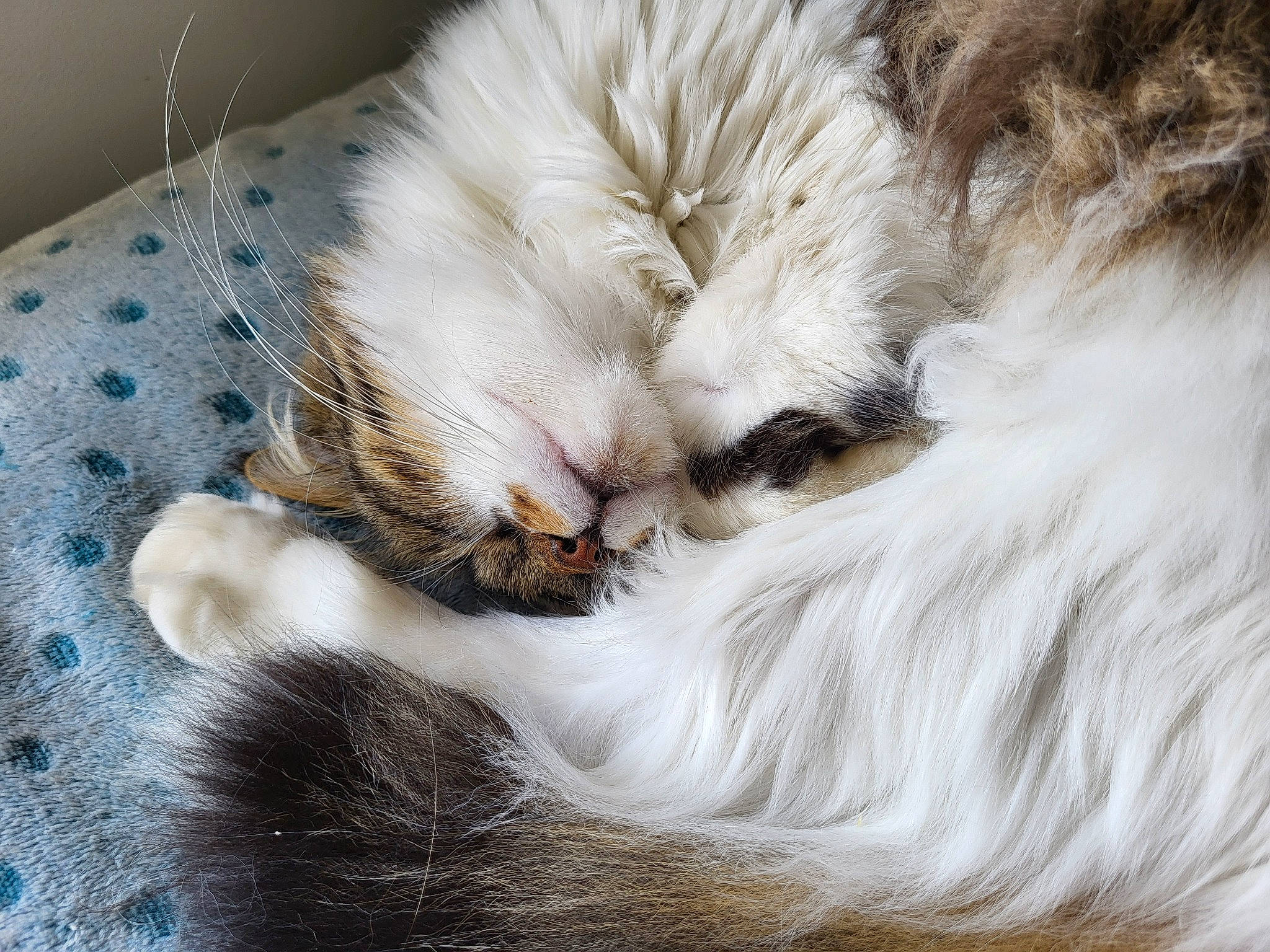 Pouchka a rejoint le concours — aidez-le/la à gagner de superbes lots ! bed_sheet, carnivore, cat, claw, comfort, domestic_short_haired_cat, felidae, fur, grey, linens, nap, paw, sleep, small_to_medium_sized_cats, snout, tail, whiskers