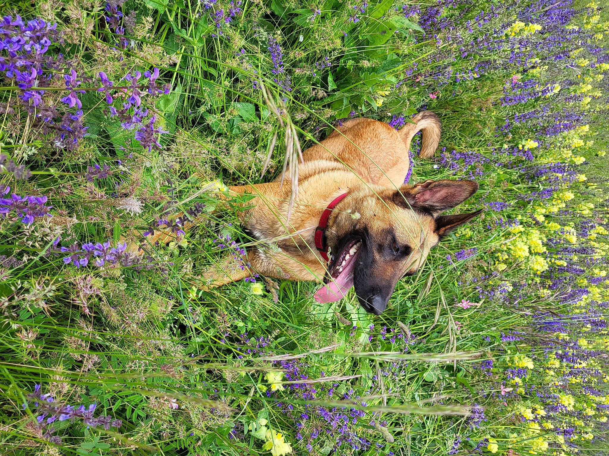 Peyrou a rejoint le concours — aidez-le/la à gagner de superbes lots ! annual_plant, canidae, carnivore, dog, dog_breed, fawn, flower, flowering_plant, grass, grassland, groundcover, herbaceous_plant, meadow, plant, prairie, shrub, snout, sporting_group, spring, terrestrial_animal