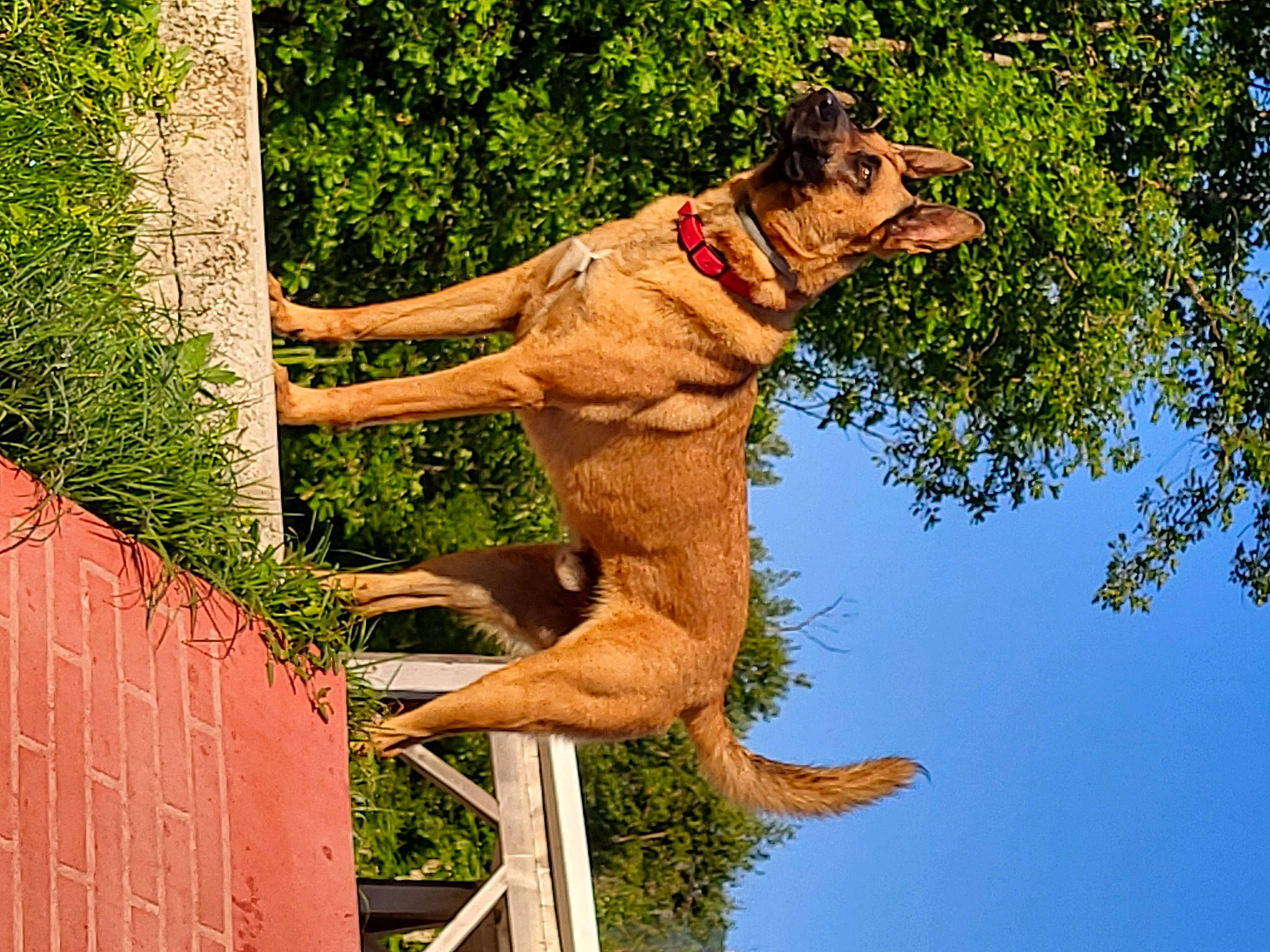 Peyrou a rejoint le concours — aidez-le/la à gagner de superbes lots ! carnivore, collar, companion_dog, dog, dog_breed, fawn, fun, guard_dog, happy, leash, leisure, people_in_nature, plant, sky, sporting_group, tail, tree, trunk, wildlife, wood
