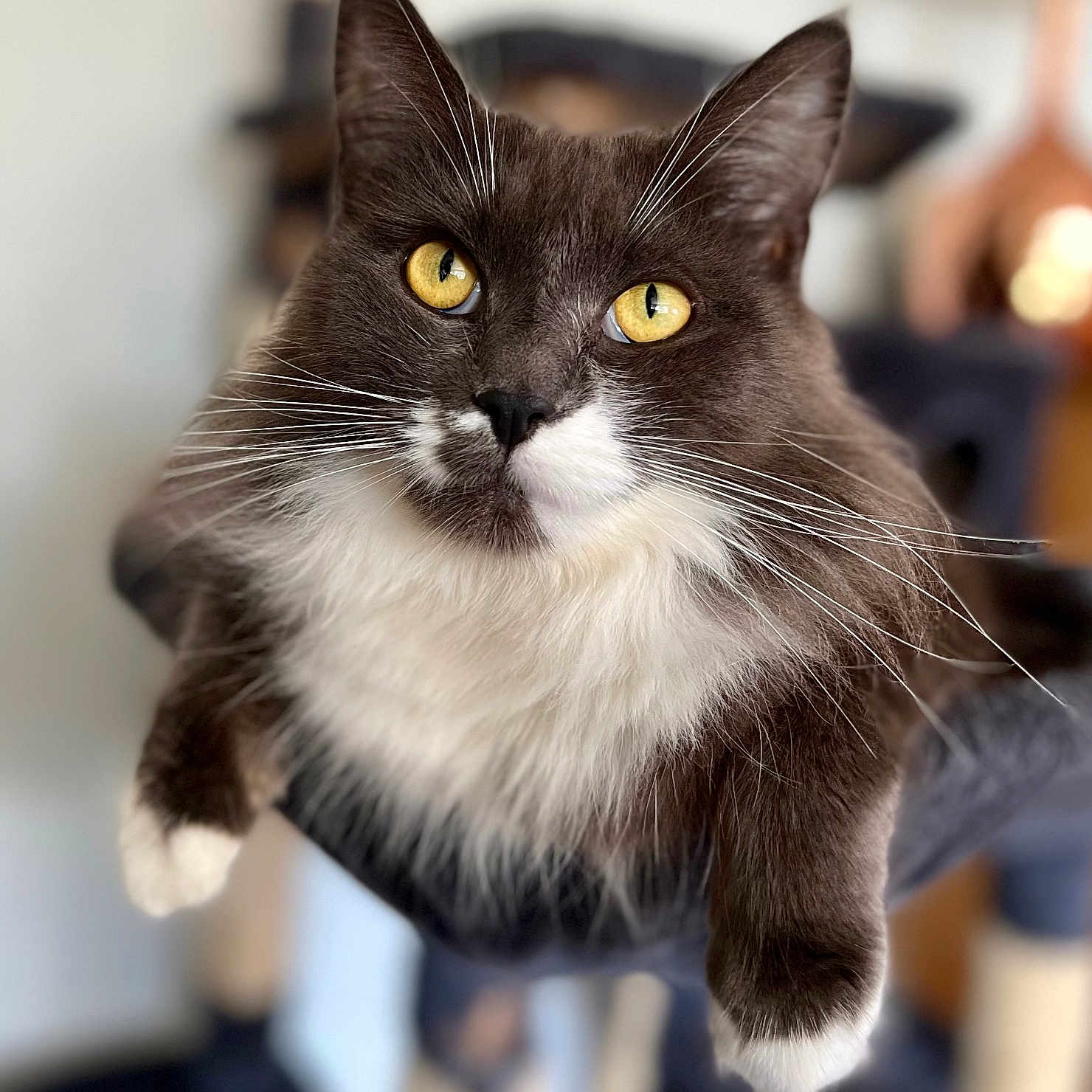 Ivy joined the competition — help win amazing prizes! abyssinian, angora, animal, blackcat, cat, kitten, manx, pet, siamese, snout