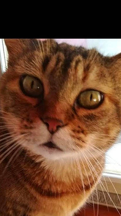 Twistie a rejoint le concours — aidez-le/la à gagner de superbes lots ! carnivore, cat, close_up, domestic_short_haired_cat, eye, fawn, felidae, fur, head, photo_caption, small_to_medium_sized_cats, snout, terrestrial_animal, whiskers, wildlife, window