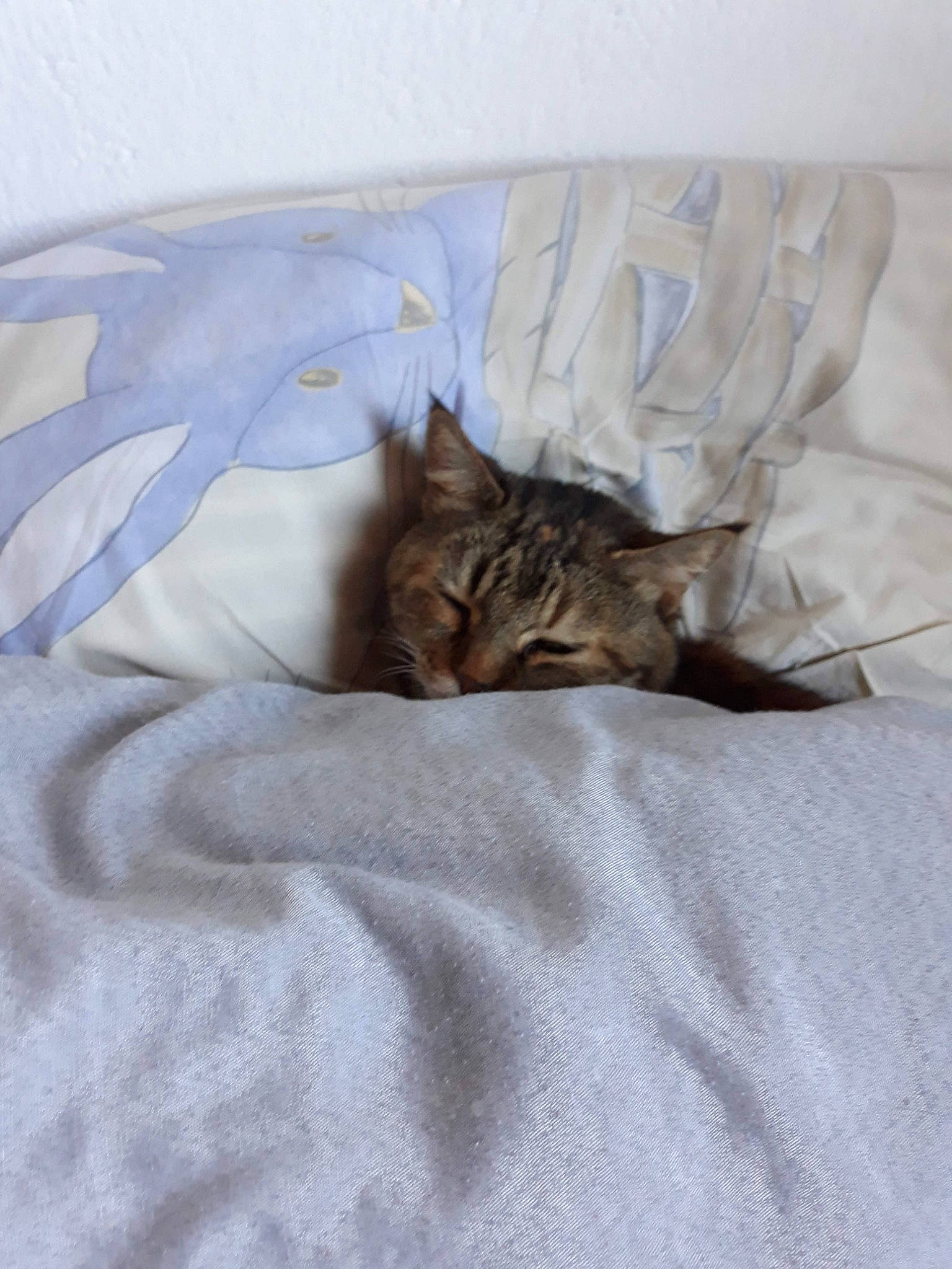 Twistie participe au concours pour gagner de l'argent avec cette photo : bed, bed_sheet, bedding, brown, carnivore, cat, comfort, domestic_short_haired_cat, duvet, fawn, felidae, fur, grey, linens, pattern, room, small_to_medium_sized_cats, tail, terrestrial_animal, whiskers