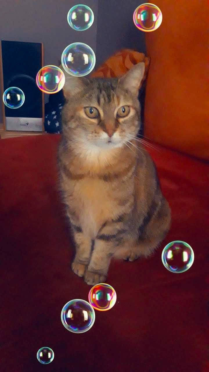 Twistie a rejoint le concours — aidez-le/la à gagner de superbes lots ! carnivore, cat, domestic_short_haired_cat, door, fawn, felidae, font, fur, logo, paw, photo_caption, sitting, small_to_medium_sized_cats, snout, tail, whiskers