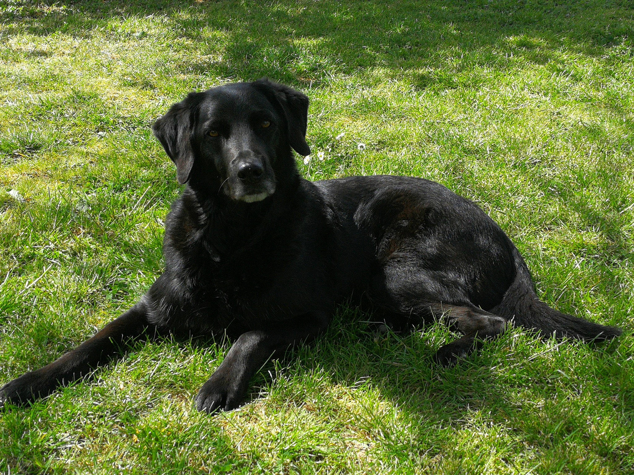 Lucky participe au concours pour gagner de l'argent avec cette photo : borador, canidae, carnivore, companion_dog, dog, dog_breed, dog_collar, grass, groundcover, gun_dog, hunting_dog, labrador_retriever, plant, retriever, snout, sporting_group, tail, terrestrial_animal, whiskers, working_animal