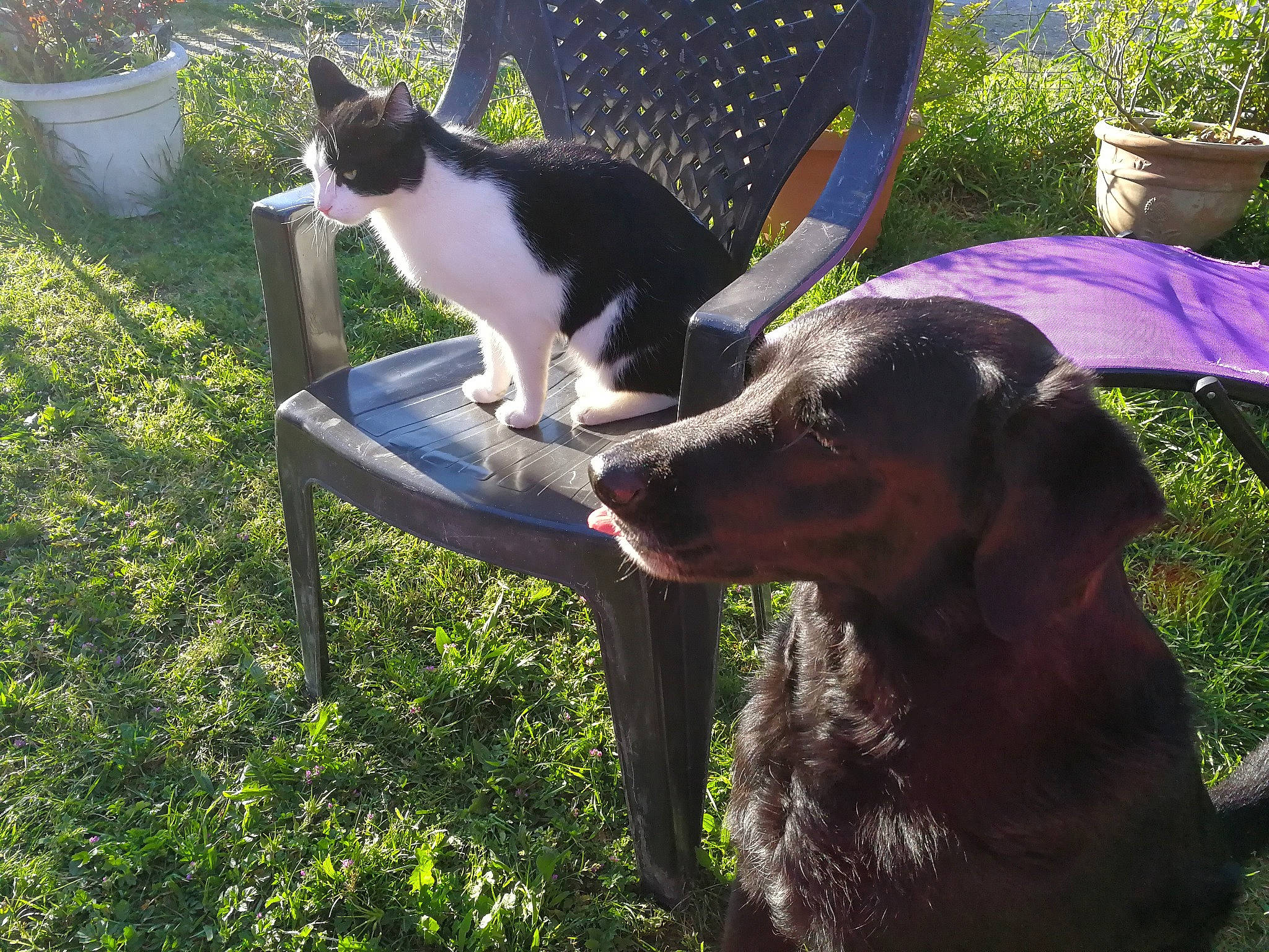 Lucky a rejoint le concours — aidez-le/la à gagner de superbes lots ! carnivore, cat, chair, companion_dog, dog, dog_breed, felidae, flowerpot, grass, green, lawn, leisure, light, mammal, outdoor_furniture, plant, small_to_medium_sized_cats, tail, vertebrate, working_animal