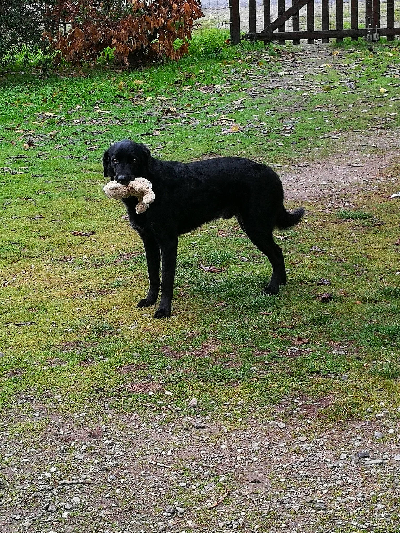 Lucky a rejoint le concours — aidez-le/la à gagner de superbes lots ! borador, canidae, carnivore, companion_dog, dog, dog_breed, fawn, fence, grass, guard_dog, gun_dog, hunting_dog, labrador_retriever, non_sporting_group, plant, sporting_group, tail, terrestrial_animal, working_animal, working_dog