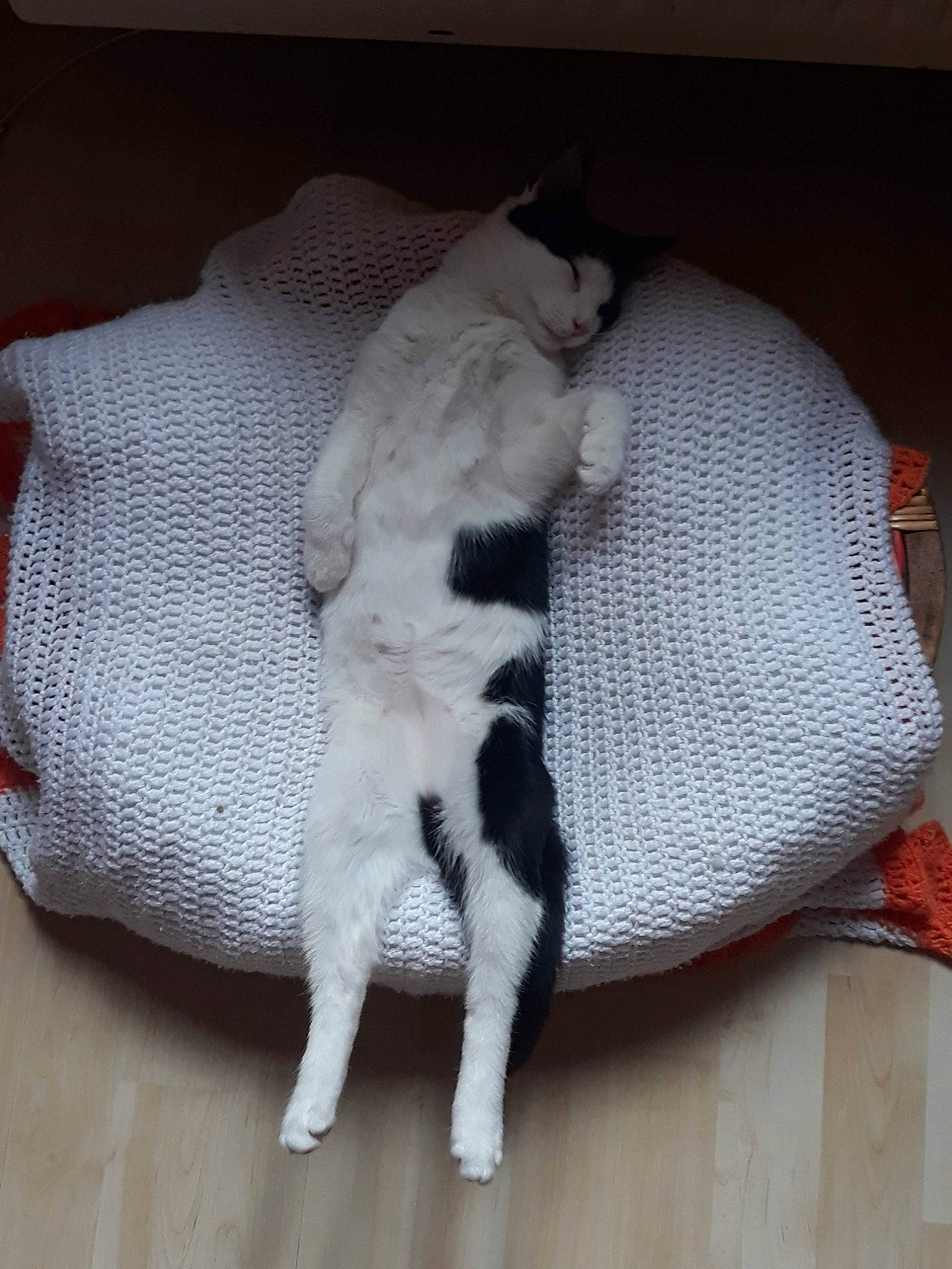 Socquette participe au concours pour gagner de l'argent avec cette photo : carnivore, cat, comfort, couch, dog_breed, fawn, felidae, fur, grey, hardwood, linens, paw, small_to_medium_sized_cats, snout, tail, textile, whiskers, wood, wool, woolen