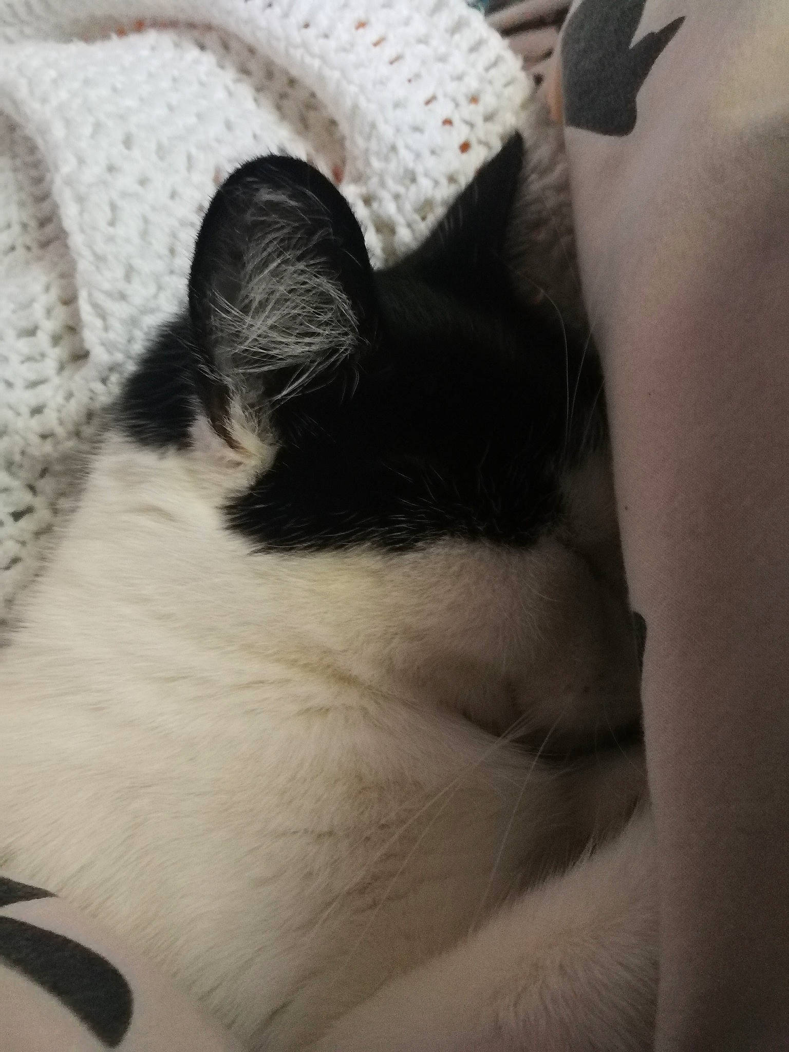 Socquette participe au concours pour gagner de l'argent avec cette photo : bed, bedding, carnivore, cat, cloud, comfort, domestic_short_haired_cat, felidae, fur, grey, human_leg, linens, monochrome_photography, nap, paw, sky, small_to_medium_sized_cats, snout, tail, whiskers