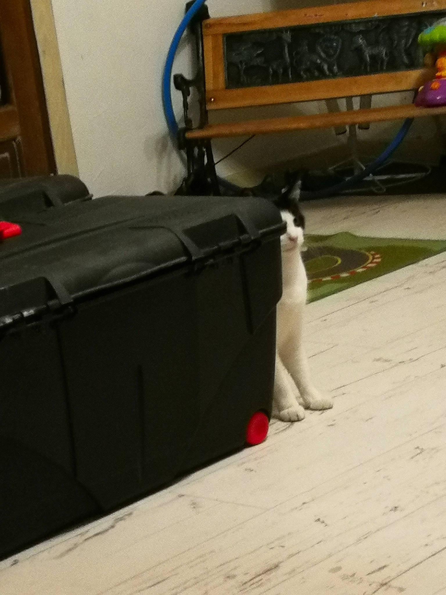 Socquette participe au concours pour gagner de l'argent avec cette photo : automotive_exterior, automotive_tire, automotive_wheel_system, bumper, carnivore, cat, felidae, floor, flooring, foot, hardwood, human_leg, metal, motor_vehicle, plant, room, small_to_medium_sized_cats, tail, whiskers, wood