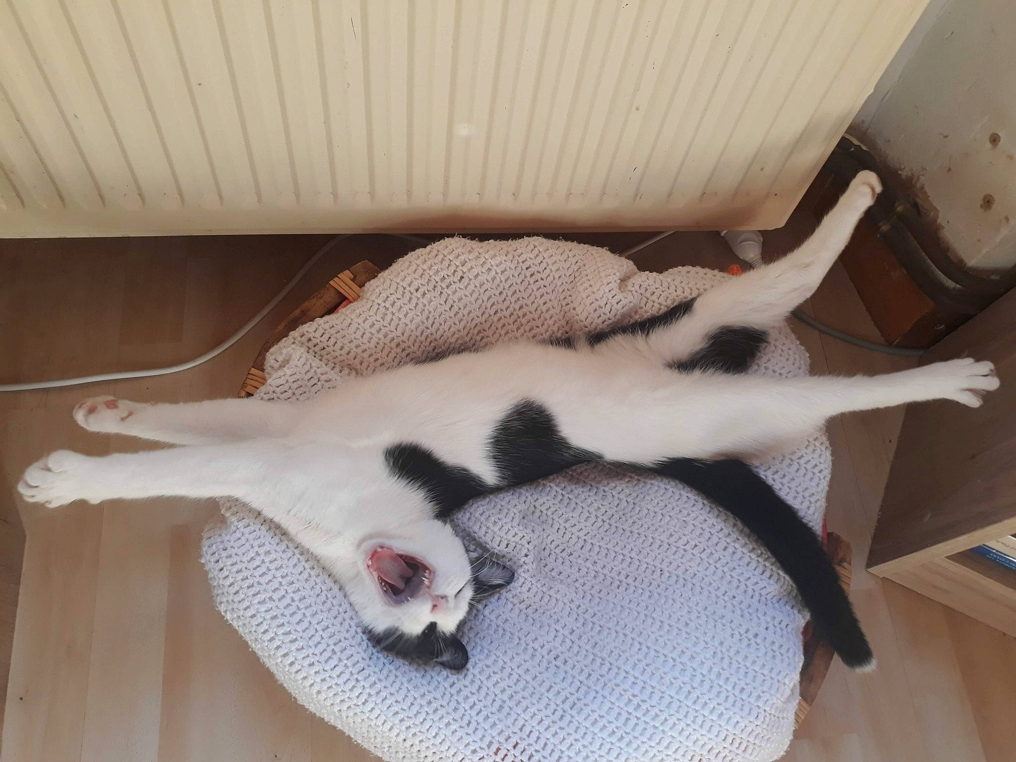 Socquette participe au concours pour gagner de l'argent avec cette photo : canidae, carnivore, cat, comfort, companion_dog, dog_breed, domestic_short_haired_cat, fawn, felidae, flooring, hardwood, mammal, paw, small_to_medium_sized_cats, snout, sporting_group, tail, vertebrate, whiskers, wood