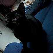 Vega a rejoint le concours — aidez-le/la à gagner de superbes lots ! animal, bed, bedroom, black_cat, black_fur, blue_clothing, cat, close_up, cozy, dim_lighting, feline, golden_eyes, indoors, lap, large_eyes, pet, pointed_ears, portrait, sitting, whiskers