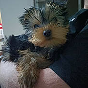 Alizée participe au concours pour gagner de l'argent avec cette photo : animal, arm, black_and_tan, canine, closeup, companion, cute, dog, domestic_animal, face, fluffy, fur, holding, indoor, person, pet, puppy, small_dog, snout, young_dog