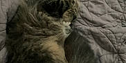 Avitar Shah joined the competition — help win amazing prizes! animal, blanket, cat, comfort, cozy, cute, domestic_cat, feline, fluffy, fur, indoor, paw, pet, quilt, relaxing, resting, sleeping, soft, tabby, tail