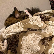 Avitar Shah joined the competition — help win amazing prizes! animal, blanket, brown, cat, comfort, couch, cozy, feline, fur, indoor, nap, pattern, pet, relaxation, resting, sleeping, soft, tabby, warm, white