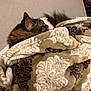 animal, blanket, brown, cat, comfort, couch, cozy, feline, fur, indoor, nap, pattern, pet, relaxation, resting, sleeping, soft, tabby, warm, white