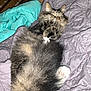 Avitar Shah is registered to the contest to win money with this photo: animal, bedroom, blanket, cat, cozy, cute, domestic_cat, feline, fluffy, fur, indoor, lying_down, paws, pet, plush_bear, quilt, relaxed, resting, sleepy, tabby_cat