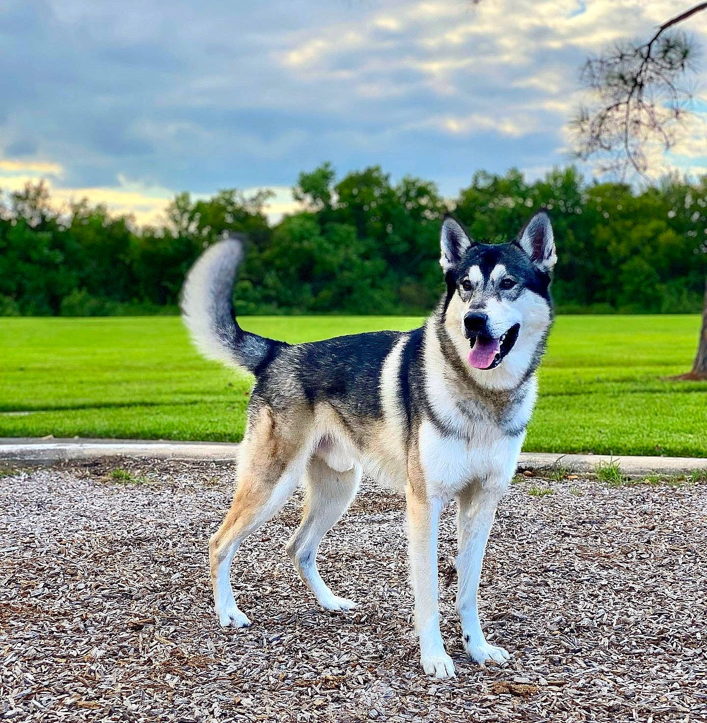 Ragnar joined the competition — help win amazing prizes! ancient_dog_breeds, carnivore, cloud, collar, companion_dog, dog, dog_breed, grass, leash, pet_supply, plant, recreation, siberian_husky, sky, sled_dog, sporting_group, tail, tree, working_animal, working_dog