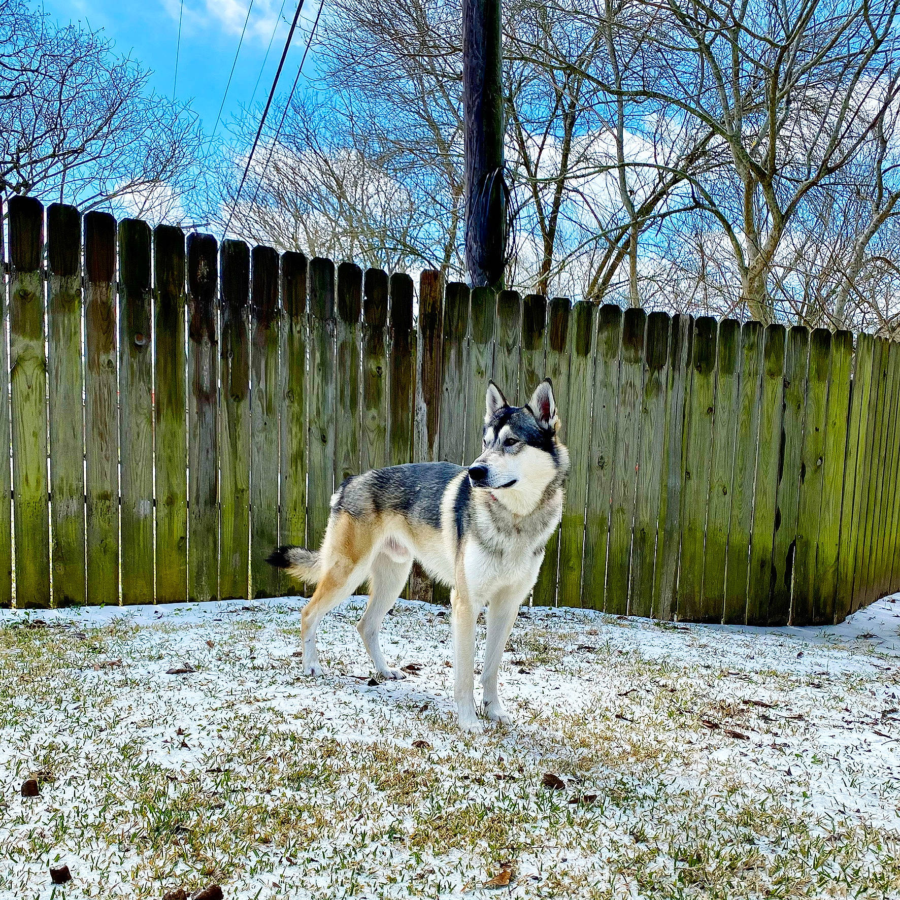 Ragnar joined the competition — help win amazing prizes! canidae, carnivore, cloud, collar, companion_dog, dog, dog_breed, fawn, fence, grass, home_fencing, pet_supply, plant, sky, sled_dog, sporting_group, tail, tree, wood, working_animal