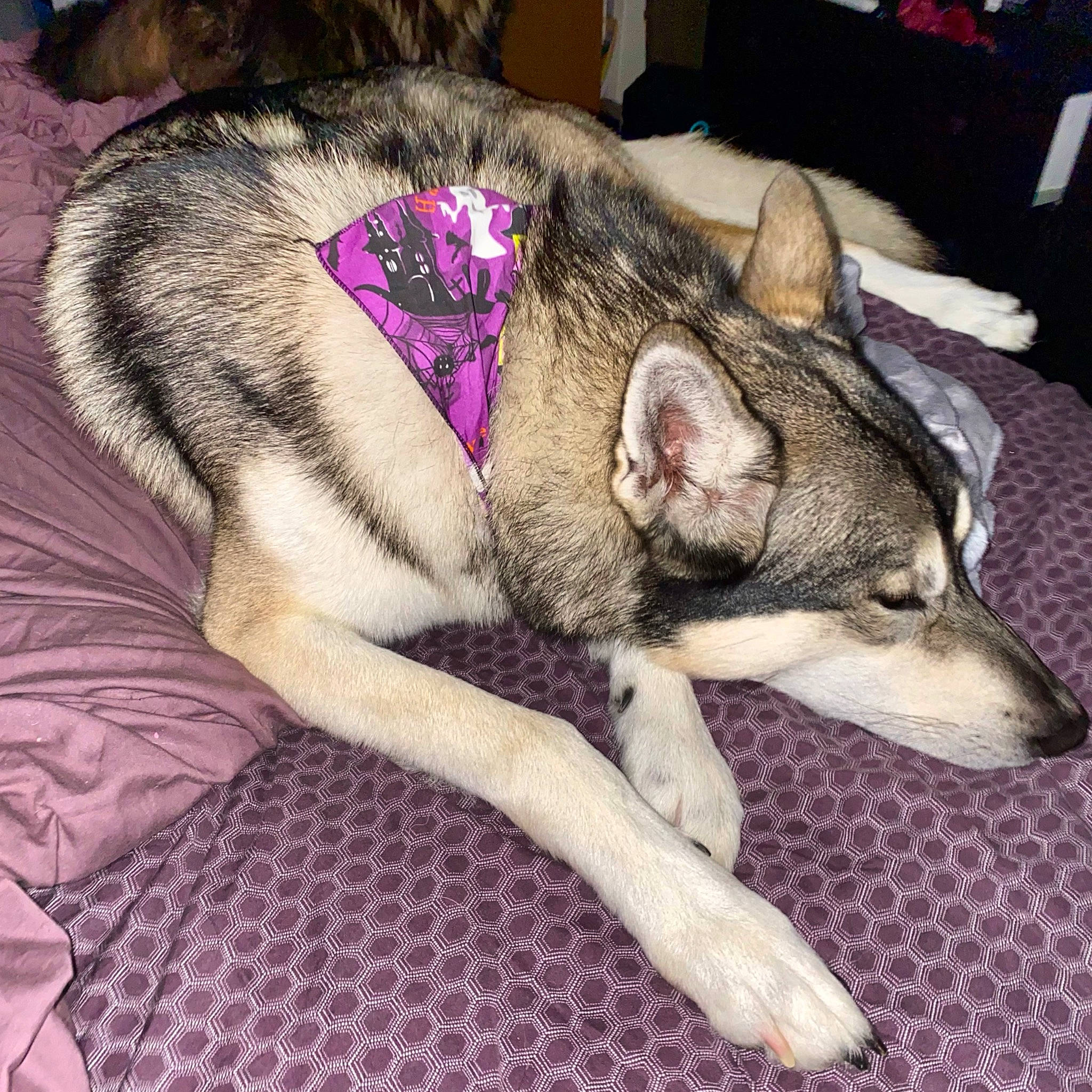 Ragnar joined the competition — help win amazing prizes! canidae, canis, carnivore, comfort, dog, dog_breed, domestic_short_haired_cat, fawn, felidae, foot, fur, jaw, paw, siberian_husky, sled_dog, small_to_medium_sized_cats, snout, sporting_group, terrestrial_animal, whiskers