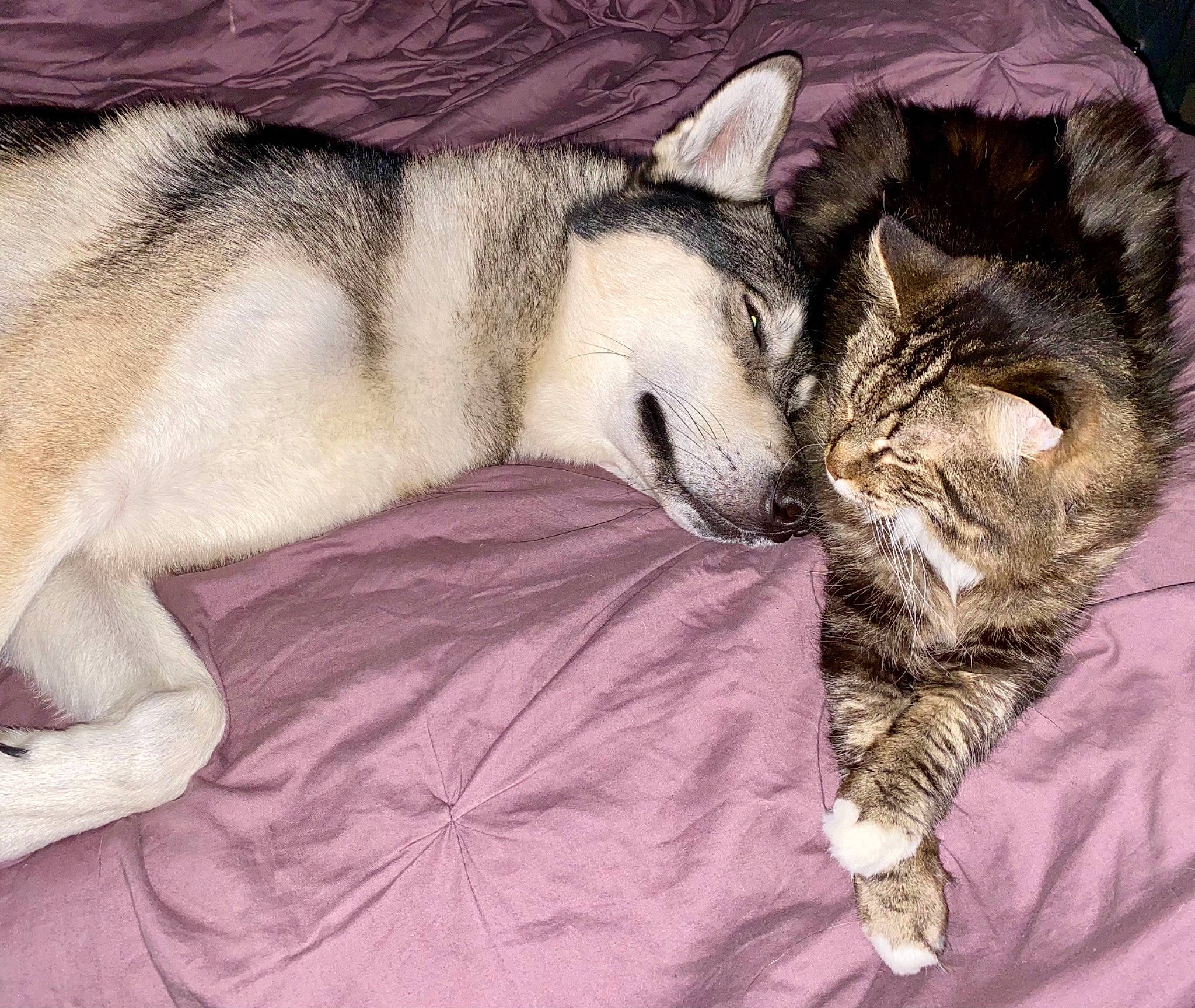 Ragnar is registered to the contest to win money with this photo: carnivore, cat, claw, comfort, companion_dog, dog_breed, domestic_short_haired_cat, fawn, felidae, fur, grey, linens, nap, paw, sleep, small_to_medium_sized_cats, snout, tail, terrestrial_animal, whiskers