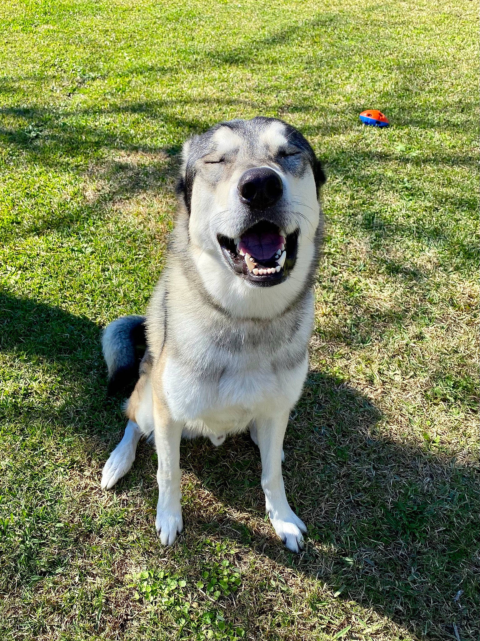 Ragnar joined the competition — help win amazing prizes! ancient_dog_breeds, canidae, carnivore, collar, companion_dog, dog, dog_breed, fang, grass, great_pyrenees, livestock_guardian_dog, non_sporting_group, plant, snout, sporting_group, working_dog