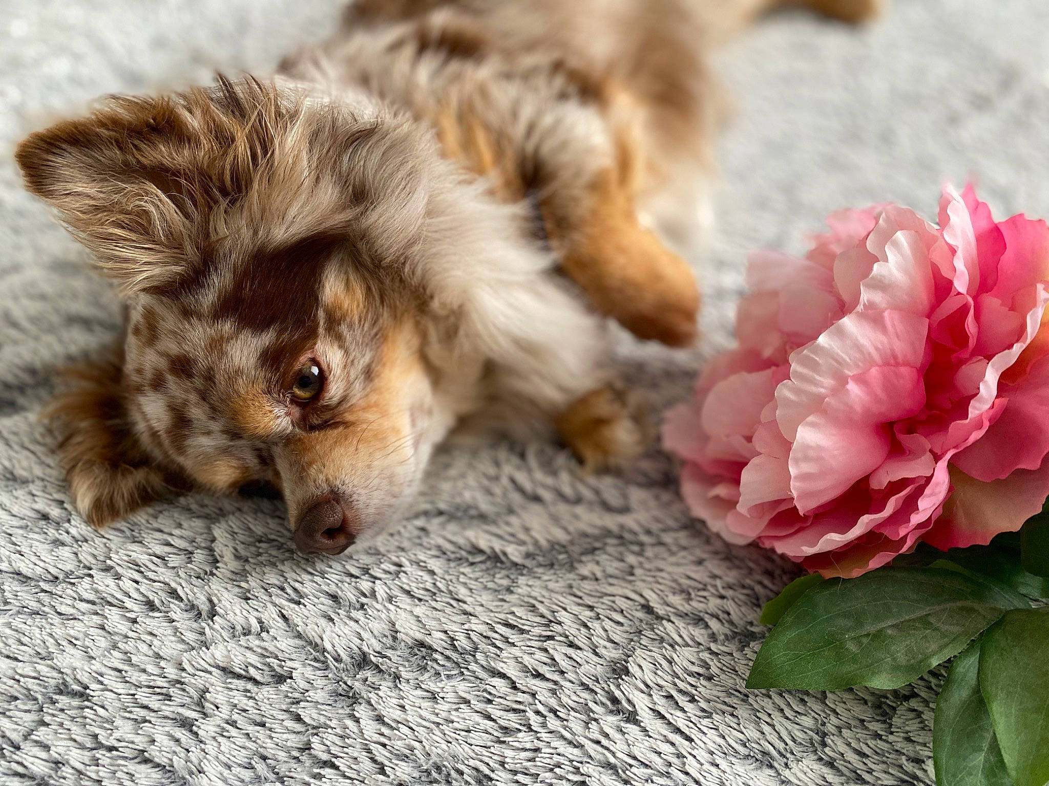 Onyx a rejoint le concours — aidez-le/la à gagner de superbes lots ! annual_plant, carnivore, companion_dog, dog, dog_breed, fawn, felidae, flooring, flower, fur, grass, paw, petal, plant, rose_family, rose_order, snout, terrestrial_animal, toy_dog, whiskers