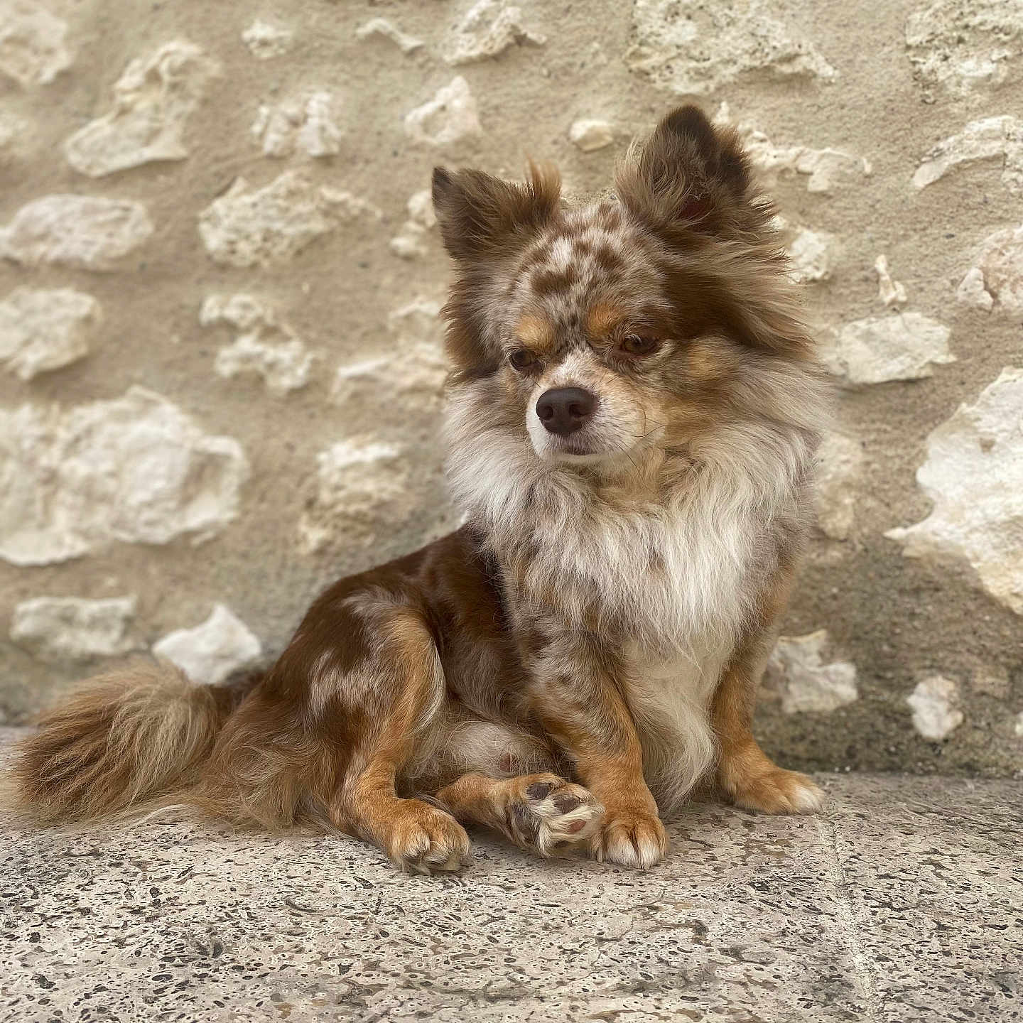 Onyx a rejoint le concours — aidez-le/la à gagner de superbes lots ! animal, architecture, building, canine, chihuahua, cockerspaniel, collie, dog, eskimodog, flagstone, papillon, path, pet, poodle, puppy, rock, slate, soil, walkway, wall