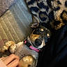 Zara is registered to the contest to win money with this photo: blanket, couch, cozy, cute, dachshund, dog, eyes, fur, human_hand, indoor, leopard_print, looking_at_camera, paw, pet, pink_collar, playful, portrait, relaxed, small_dog, snout