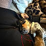 Zara is registered to the contest to win money with this photo: blanket, close_up, collar, couch, cozy, dog, fabric, fur, human_arm, indoor, nose, pattern, paw, pet, portrait, puppy, relaxed, resting, sleeping, sparkle