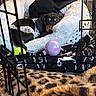 Zara is registered to the contest to win money with this photo: blanket, brown_black_fur, cage_bars, closeup, cozy, crate, dachshund, dog, eyes, home_interior, indoor, leopard_print_blanket, pet_bed, plush_bed, puppy, resting, snout, tennis_ball, toy_ball, toys