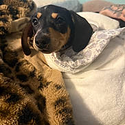 Zara joined the competition — help win amazing prizes! bed, bedding, blanket, closeup, cozy, dachshund, dog, ear, eyes, floral_pattern, fur, human_hand, indoor, leopard_print, nose, pet, portrait, puppy, resting, tattoo