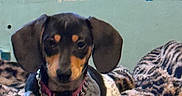 Zara is registered to the contest to win money with this photo: animal, bed, blanket, chain_collar, collar, cute, dachshund, dog, ears, fur, indoor, leopard_print_blanket, looking_at_camera, muzzle, pet, portrait, puppy, resting, spot_pattern, wall