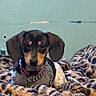 animal, bed, blanket, chain_collar, collar, cute, dachshund, dog, ears, fur, indoor, leopard_print_blanket, looking_at_camera, muzzle, pet, portrait, puppy, resting, spot_pattern, wall