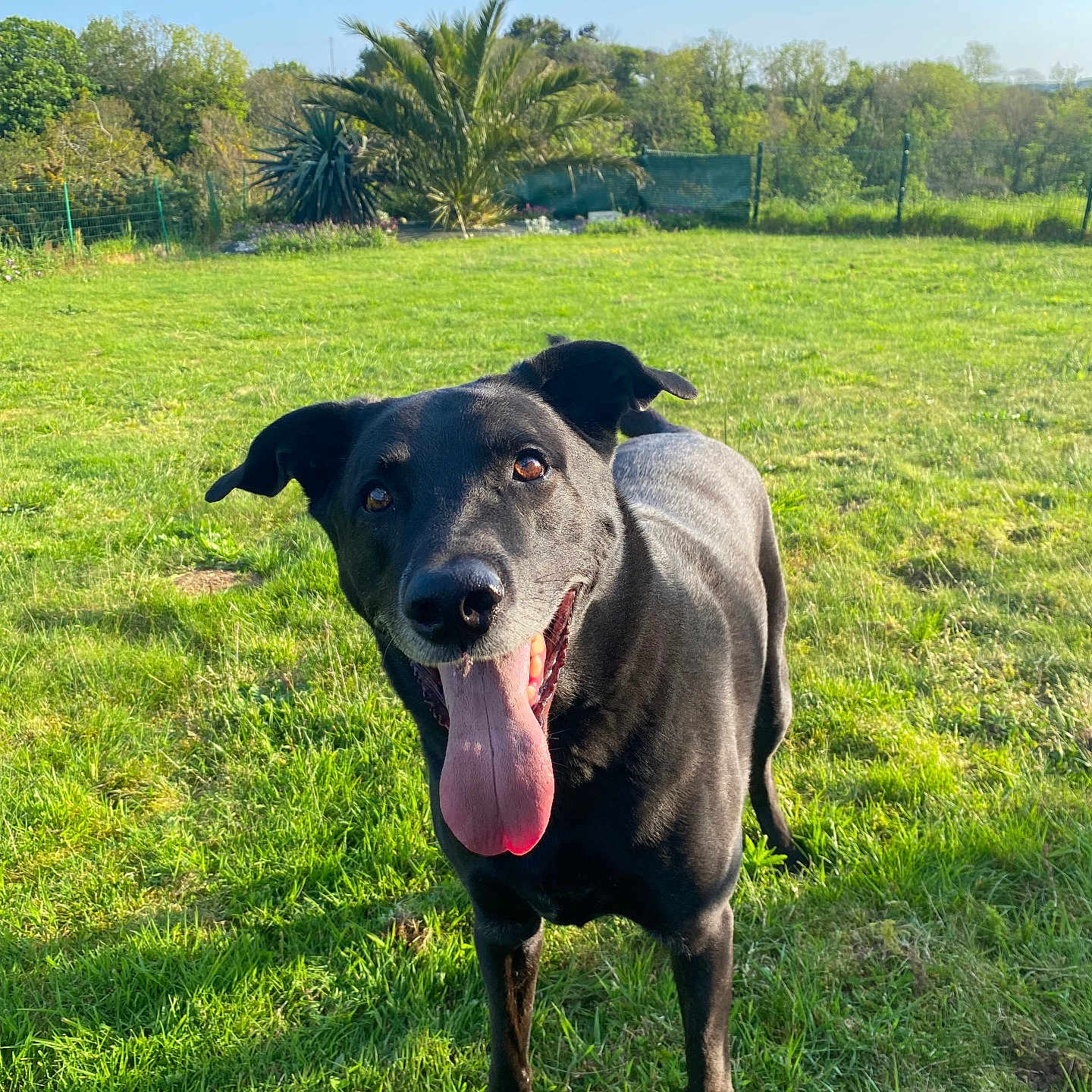 Kay a rejoint le concours — aidez-le/la à gagner de superbes lots ! animal, architecture, building, canine, countryside, dog, field, grass, grassland, green, lawn, nature, outdoors, park, pet, plant, shelter, summer, tree, vegetation