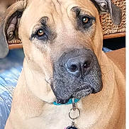 Odhee Whan Kanobee joined the competition — help win amazing prizes! animal, big_dog, brown_fur, calm, canine, close_up, collar, cute, dog, domestic_animal, ears, expression, face, furniture, indoor, looking, pet, portrait, tag, wrinkles