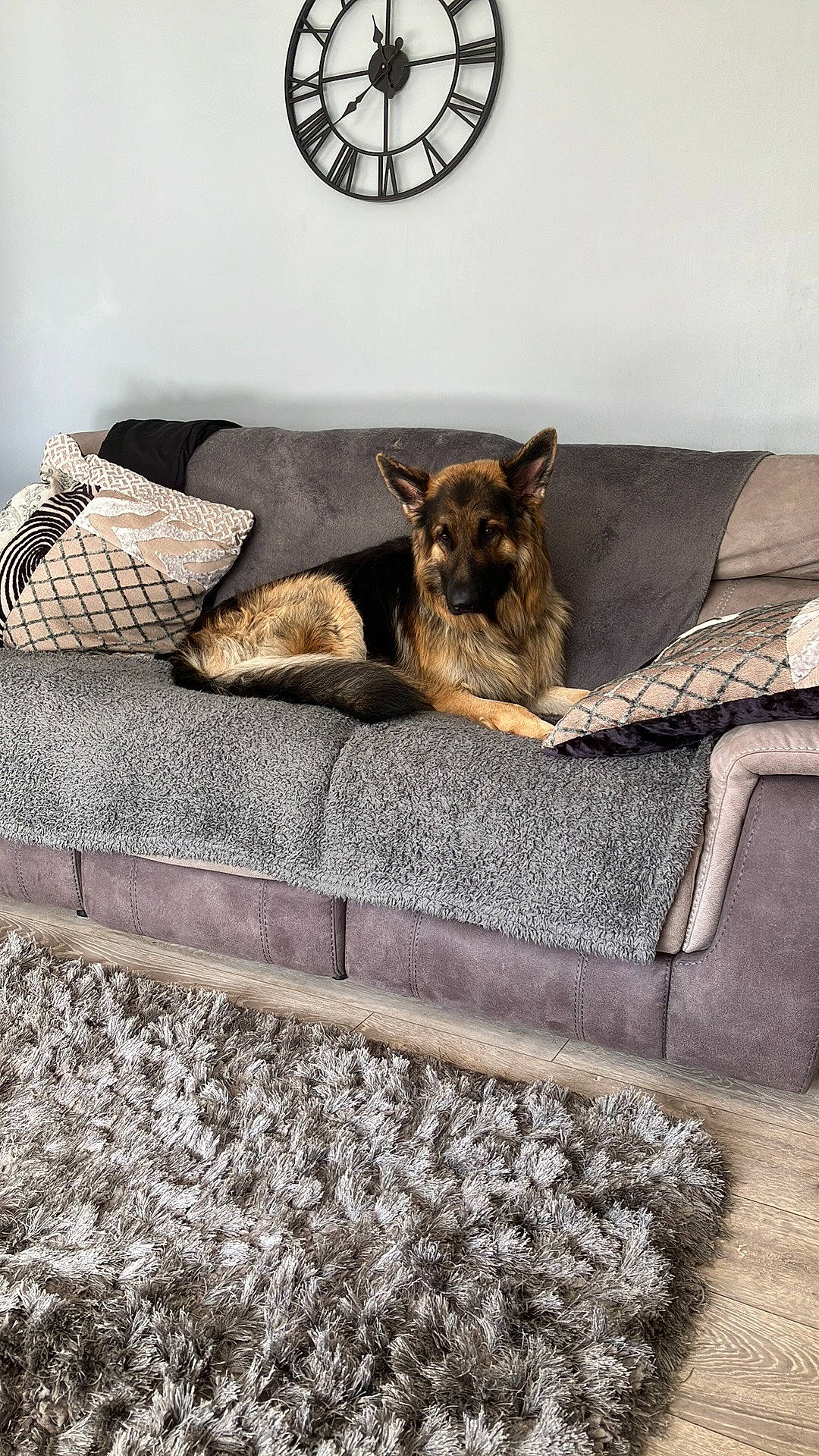 Oscar joined the competition — help win amazing prizes! carnivore, comfort, companion_dog, couch, dog, dog_breed, dog_supply, fawn, felidae, floor, flooring, fur, grey, linens, nap, room, small_to_medium_sized_cats, window, wood, working_animal