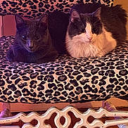 Soldiier joined the competition — help win amazing prizes! cat, cats, animal, pet, feline, leopard_print, chair, furniture, indoor, resting, cozy, cute, fluffy, gray_cat, white_cat, pattern, wooden_floor, domestic_animal, two_animals, companion