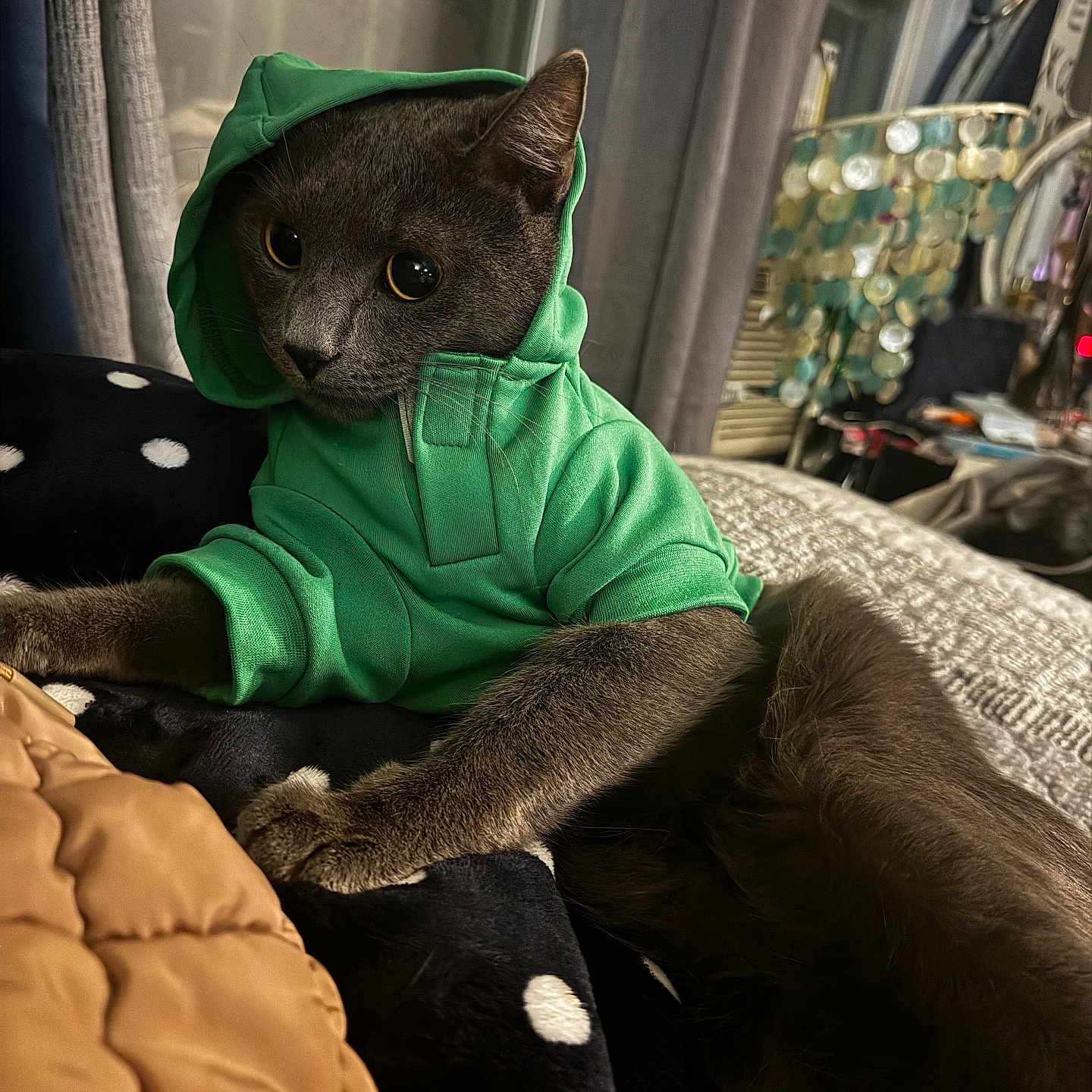 Soldiier joined the competition — help win amazing prizes! animal, bed, blanket, cat, clothing, comfort, cozy, curious, cute, domestic, feline, fur, green_hoodie, indoor, pet, portrait, relaxed, resting, sleepy, soft_lighting