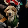 dog, curly_hair, green_jacket, indoor, living_room, couch, clothing, curious, pet, furniture, carpet, wooden_floor, black_couch, colorful_clothes, coat, domestic_animal, companion, cute, looking_up, fur