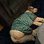 dog, sleeping, sweater, indoor, rug, couch, ottoman, furniture, pet, resting, curly_fur, brown_and_white, cozy, home, floor, living_room, blanket, relaxing, animal, domestic