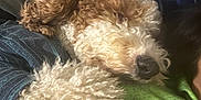 Romeo joined the competition — help win amazing prizes! dog, curly_fur, pet, sleeping, cozy, snuggling, person, blanket, pillow, indoor, relaxed, fur, canine, brown_and_white, close_up, resting, comfort, cuddling, home, companion