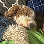 dog, curly_fur, pet, sleeping, cozy, snuggling, person, blanket, pillow, indoor, relaxed, fur, canine, brown_and_white, close_up, resting, comfort, cuddling, home, companion