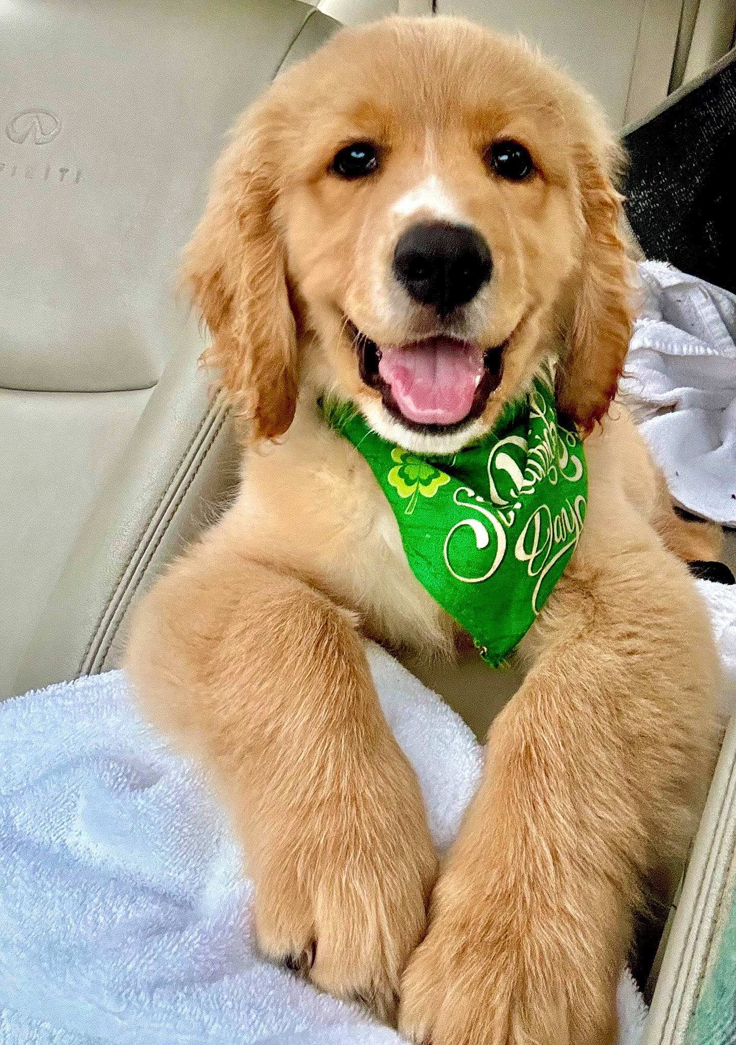 Stanley joined the competition — help win amazing prizes! ancient_dog_breeds, canidae, carnivore, collar, companion_dog, dog, dog_breed, dog_collar, dog_supply, fawn, fur, gun_dog, leash, liver, paw, pet_supply, puppy, snout, sporting_group, working_animal