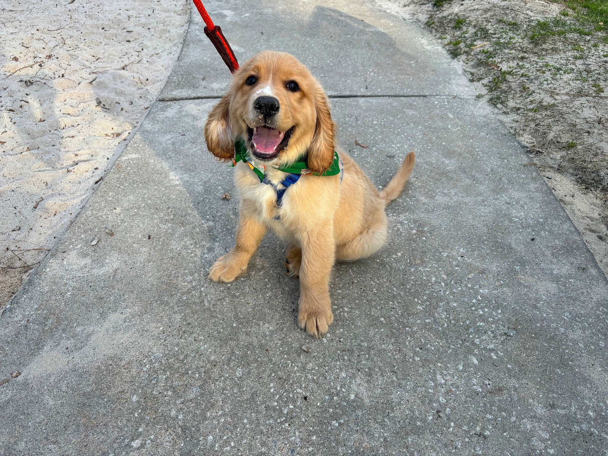 Stanley is registered to the contest to win money with this photo: asphalt, biting, carnivore, collar, companion_dog, dog, dog_breed, dog_collar, dog_supply, fawn, fur, grass, leash, paw, pet_supply, plant, road_surface, sidewalk, tail, working_animal