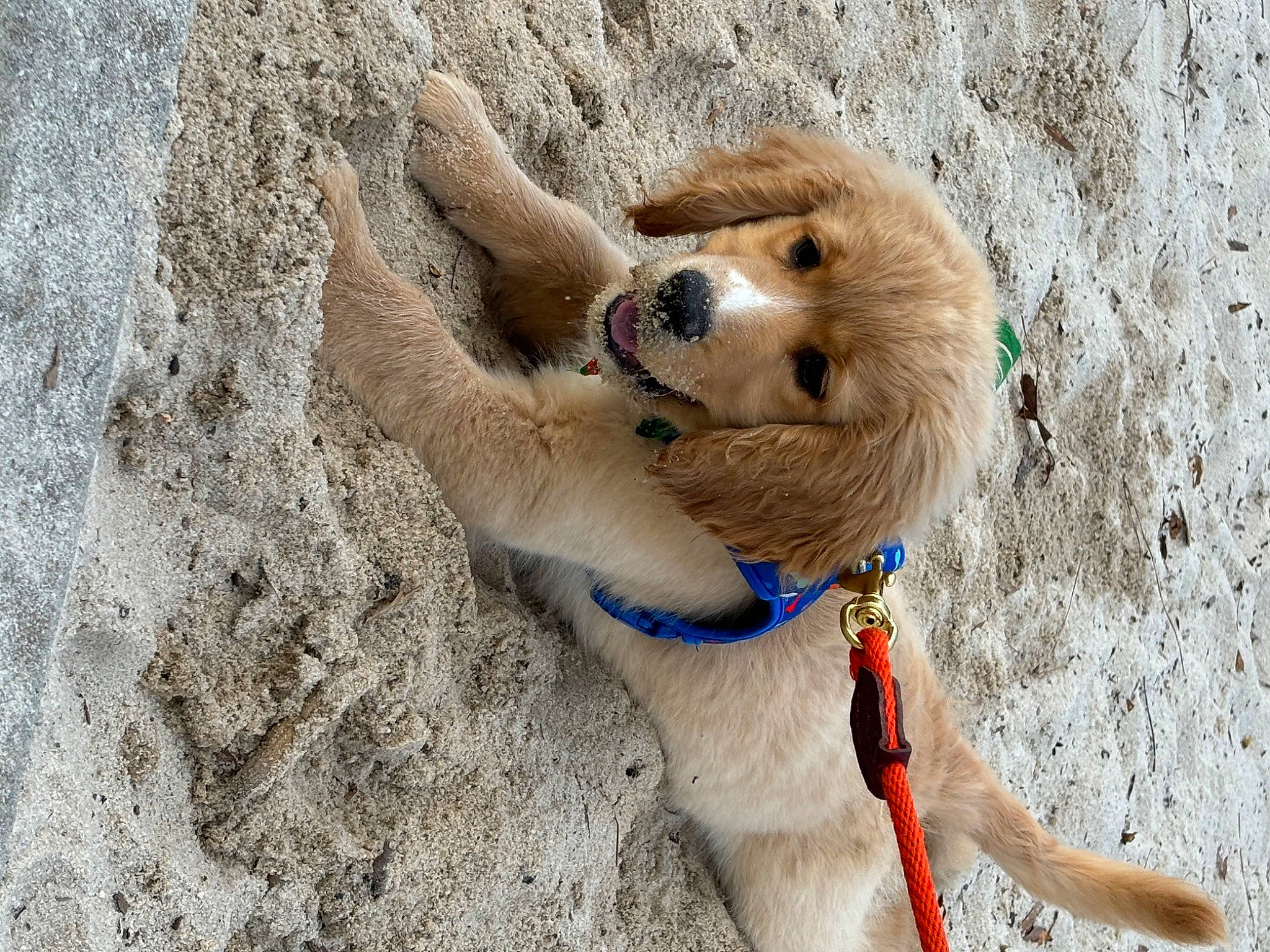 Stanley joined the competition — help win amazing prizes! beach, canidae, carnivore, collar, companion_dog, dog, dog_breed, dog_collar, dog_supply, fawn, fur, paw, pet_supply, puppy, sand, snout, sporting_group, street_dog, terrestrial_animal, wood